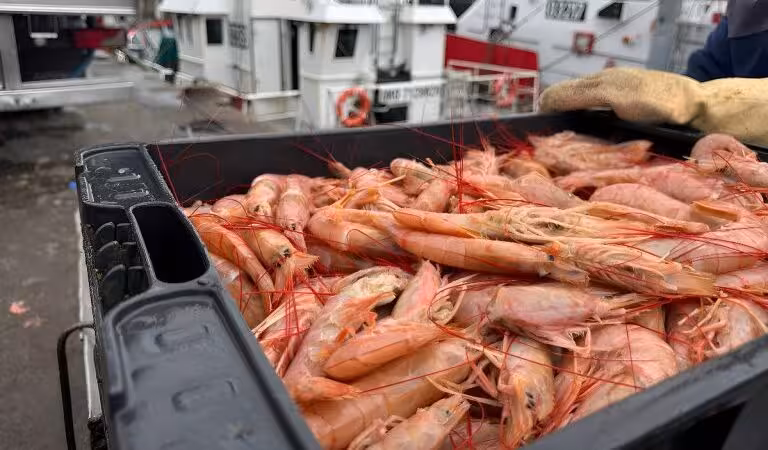 Los desembarques de langostino llegaron a 95.805,6 toneladas al comenzar julio
