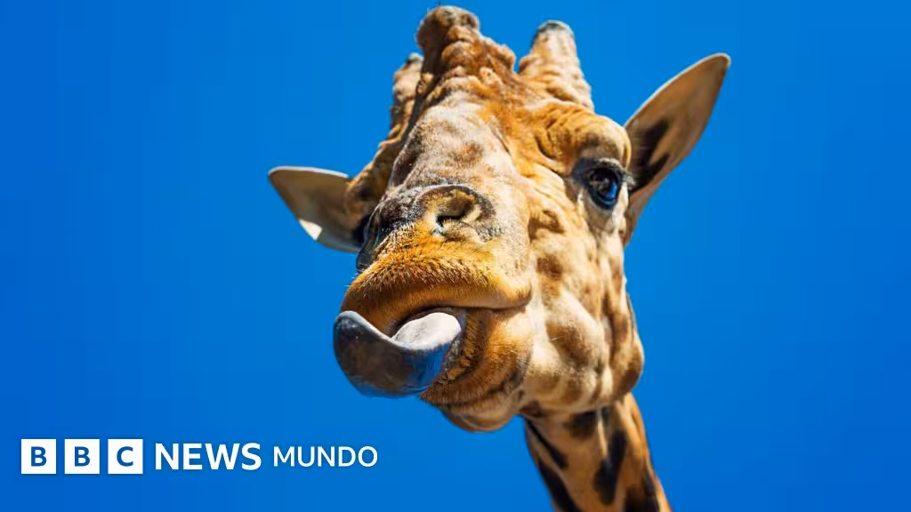Cómo la lengua permitió que los animales dejaran el mar y vivieran en tierra